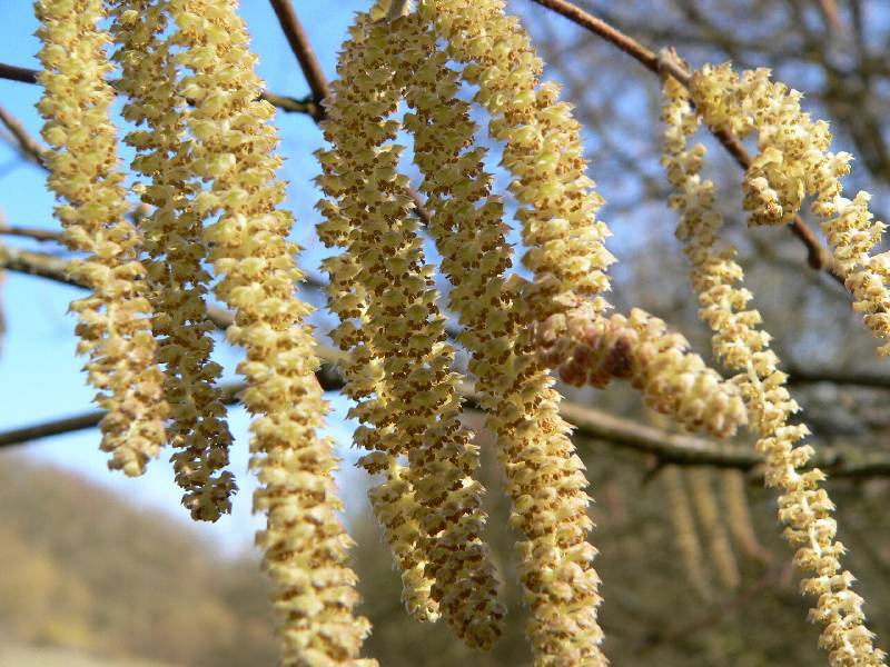 Unser Orchideenpark Bild Nr.107